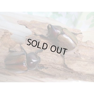 画像5: 人気種★新成虫★フンボルトヒナカブト♂46ミリ♀43ミリペア販売！！
