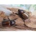 画像5: 人気種★新成虫★フンボルトヒナカブト♂46ミリ♀43ミリペア販売！！ (5)