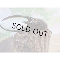 ☆新成虫☆ネプチューンオオカブト♂125ミリ♀70ミリペア販売！！