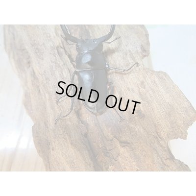 画像3: 新成虫☆WF1☆チュウゴククロツヤシカクワガタ♂44ミリ♀31ミリ別血統ペア販売!!