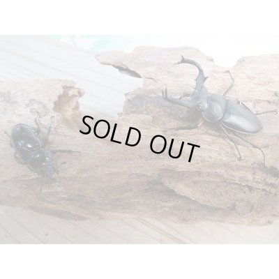 画像5: 新成虫☆WF1☆チュウゴククロツヤシカクワガタ♂44ミリ♀31ミリ別血統ペア販売!!