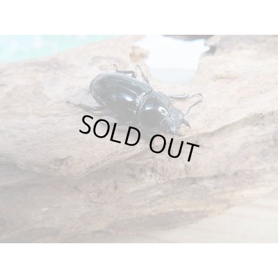 画像4: 新成虫☆WF1☆チュウゴククロツヤシカクワガタ♂44ミリ♀31ミリ別血統ペア販売!!