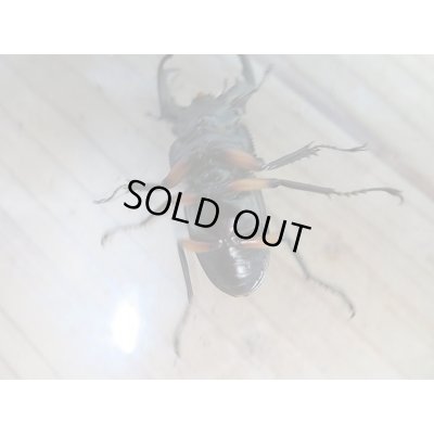 画像6: 新成虫☆WF1☆チュウゴククロツヤシカクワガタ♂44ミリ♀31ミリ別血統ペア販売!!