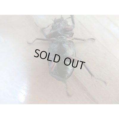 画像7: 新成虫☆WF1☆チュウゴククロツヤシカクワガタ♂44ミリ♀31ミリ別血統ペア販売!!