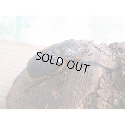 画像4: 人気種!!新成虫☆サタンオオカブト♂79ミリ♀63ミリ+♀55ミリトリオ販売!!