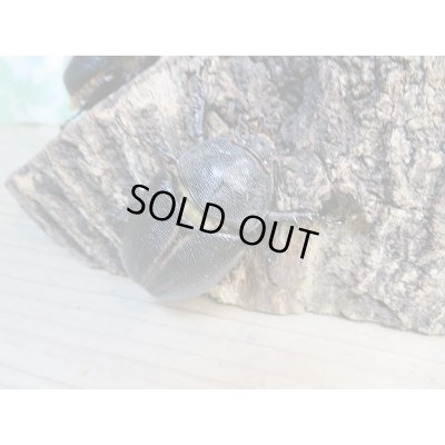 画像5: 人気種!!新成虫☆サタンオオカブト♂79ミリ♀63ミリ+♀55ミリトリオ販売!!