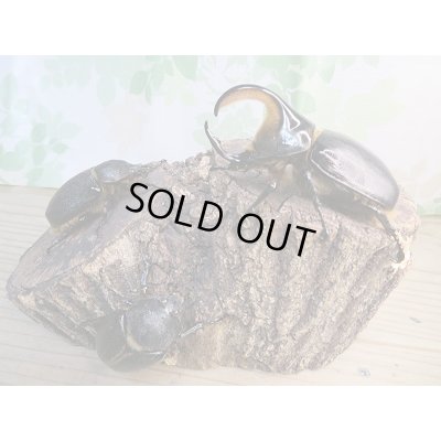 画像6: 人気種!!新成虫☆サタンオオカブト♂79ミリ♀63ミリ+♀55ミリトリオ販売!!