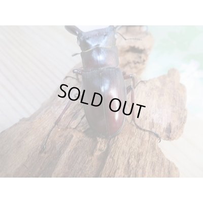 画像3: 新成虫☆ホワイトアイ☆マンディブラリスフタマタクワガタ(赤マンディ)♂66ミリ♀44ミリペア販売!!