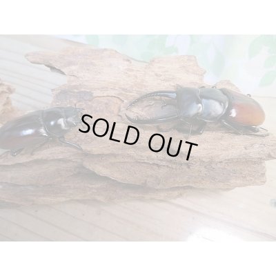 画像5: ☆新成虫☆アローコクワガタ（亜種リエン）♂70ミリ♀39ミリペア販売！！