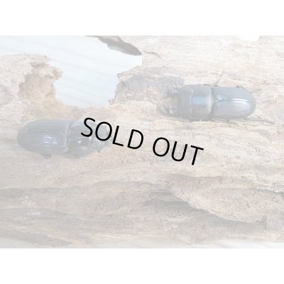 画像4: ☆新成虫☆ムシモンオオクワガタ♂29ミリ♀フリーサイズペア販売！！