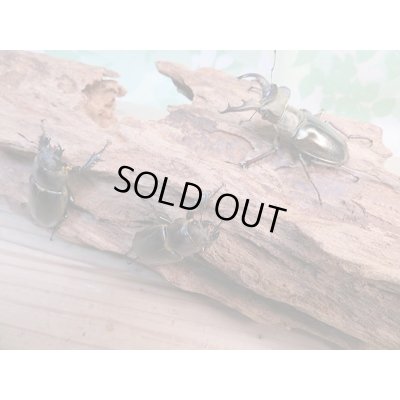 画像5: ☆今季ブリード用☆ウェムケンミヤマクワガタ♂48ミリ♀37ミリ＋♀34ミリトリオ販売！！