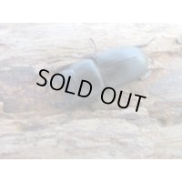 ☆新成虫☆ムシモンオオクワガタ♂29ミリ♀フリーサイズペア販売！！