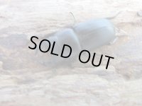 ☆新成虫☆ムシモンオオクワガタ♂29ミリ♀フリーサイズペア販売！！