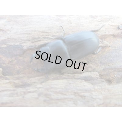 画像1: ☆新成虫☆ムシモンオオクワガタ♂29ミリ♀フリーサイズペア販売！！