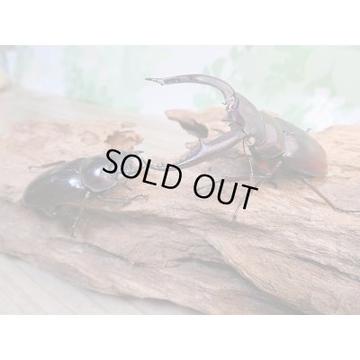 画像7: 新成虫☆ホワイトアイ☆マンディブラリスフタマタクワガタ(赤マンディ)♂66ミリ♀44ミリペア販売!!