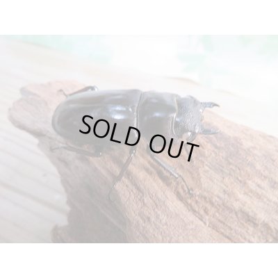 画像4: 新成虫☆ホワイトアイ☆マンディブラリスフタマタクワガタ(赤マンディ)♂66ミリ♀44ミリペア販売!!