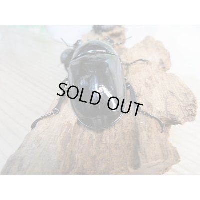 画像3: ☆新成虫☆タランドゥスオオツヤクワガタ♂66ミリ♀52ミリペア+♀48.5ミリ計3頭トリオ販売!!