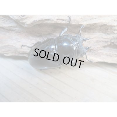 画像5: ☆新成虫☆タランドゥスオオツヤクワガタ♂66ミリ♀52ミリペア+♀48.5ミリ計3頭トリオ販売!!