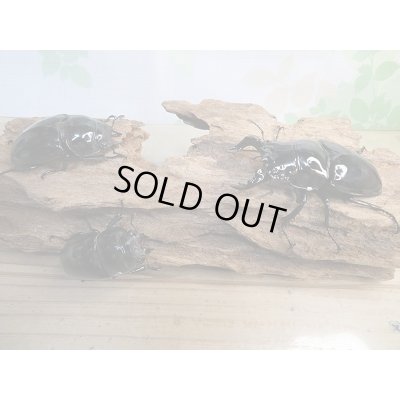 画像6: ☆新成虫☆タランドゥスオオツヤクワガタ♂66ミリ♀52ミリペア+♀48.5ミリ計3頭トリオ販売!!