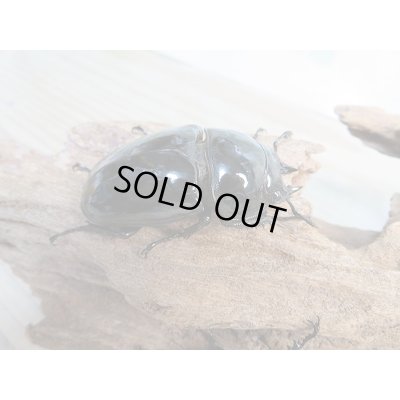 画像4: ☆新成虫☆タランドゥスオオツヤクワガタ♂66ミリ♀52ミリペア+♀48.5ミリ計3頭トリオ販売!!