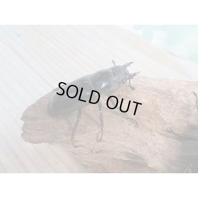 画像5: 新成虫☆パリーフタマタクワガタ(亜種エロンガトゥス)♂81ミリ♀48ミリペア+♀46ミリ計3頭トリオ販売!!