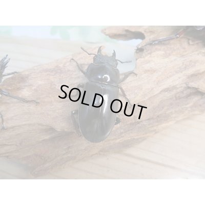 画像4: 新成虫☆パリーフタマタクワガタ(亜種エロンガトゥス)♂81ミリ♀48ミリペア+♀46ミリ計3頭トリオ販売!!