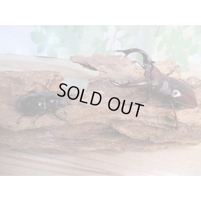 画像5: ☆新成虫☆フォルスターフタマタクワガタ（亜種ニシ）♂71ミリ♀41ミリペア販売！！