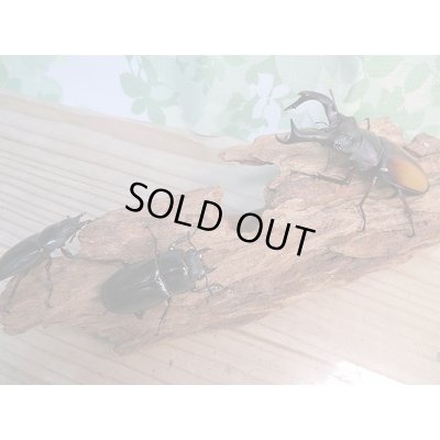 画像6: 新成虫☆パリーフタマタクワガタ(亜種エロンガトゥス)♂81ミリ♀48ミリペア+♀46ミリ計3頭トリオ販売!!