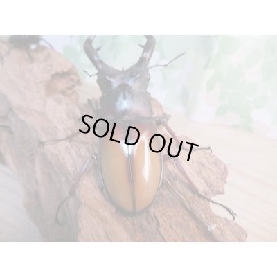 画像3: 新成虫☆パリーフタマタクワガタ(亜種エロンガトゥス)♂81ミリ♀48ミリペア+♀46ミリ計3頭トリオ販売!!