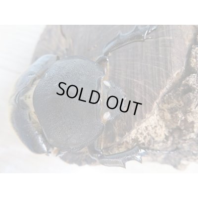 画像5:  新成虫☆♀ホワイトアイ☆エレファスゾウカブト♂106ミリ+♀68ミリペア販売!!