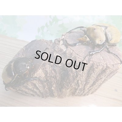 画像6:  新成虫☆♀ホワイトアイ☆エレファスゾウカブト♂106ミリ+♀68ミリペア販売!!