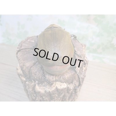 画像3:  新成虫☆♀ホワイトアイ☆エレファスゾウカブト♂106ミリ+♀68ミリペア販売!!