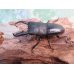 画像1: 和歌山県産☆WD☆本土ヒラタクワガタ♂58.5ミリ♀フリーサイズペア販売！！ (1)