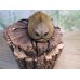 画像3: ☆新成虫☆ノゲイラゾウカブト♂95ミリ♀61ミリペア販売！！ (3)