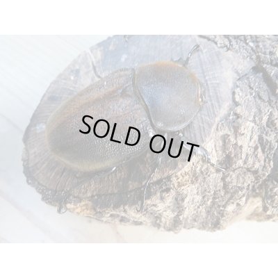 画像5: ☆美麗新成虫☆D.H.パスコアリ♂125ミリ♀68ミリペア＋♀64ミリ計3頭トリオ販売！！