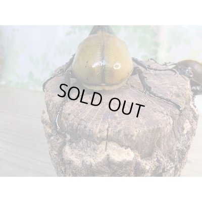 画像3: ☆美麗新成虫☆D.H.パスコアリ♂125ミリ♀68ミリペア＋♀64ミリ計3頭トリオ販売！！