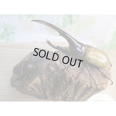 画像5: ☆美麗新成虫☆D.H.ヘラクレス♂146ミリ♀67ミリペア販売！！