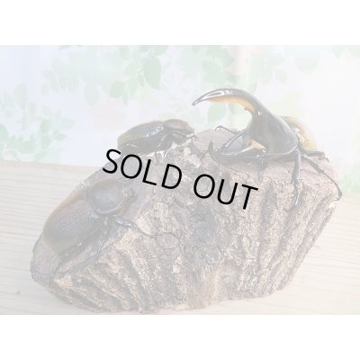 画像6: ☆美麗新成虫☆D.H.パスコアリ♂125ミリ♀68ミリペア＋♀64ミリ計3頭トリオ販売！！