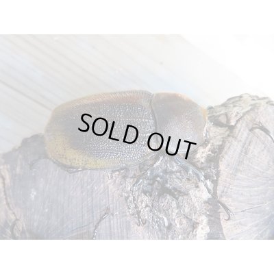 画像4: ☆美麗新成虫☆D.H.パスコアリ♂125ミリ♀68ミリペア＋♀64ミリ計3頭トリオ販売！！