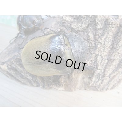 画像4: ☆新成虫☆エレファスゾウカブト♂108ミリ♀73ミリペア＋♀70ミリ計3頭トリオ販売！！