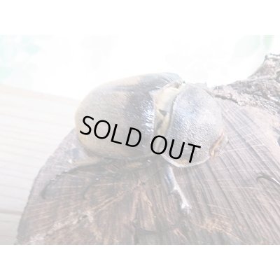 画像5: ☆新成虫☆エレファスゾウカブト♂108ミリ♀73ミリペア＋♀70ミリ計3頭トリオ販売！！