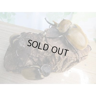 画像6: ☆新成虫☆エレファスゾウカブト♂108ミリ♀73ミリペア＋♀70ミリ計3頭トリオ販売！！