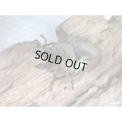 画像2: ☆最高峰☆フルストルファーオウゴンオニクワガタ♂36ミリ♀37ミリ限定1ペア販売！！
