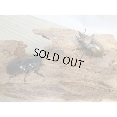 画像5: ☆最高峰☆フルストルファーオウゴンオニクワガタ♂36ミリ♀37ミリ限定1ペア販売！！
