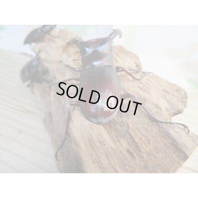 画像3: 新成虫☆ホワイトアイ☆マンディブラリスフタマタクワガタ（赤マンディ）♂81ミリ♀50ミリペア＋♀49ミリ計3頭のトリオ販売！！