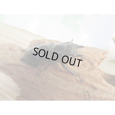 画像4: 新成虫☆ホワイトアイ☆マンディブラリスフタマタクワガタ（赤マンディ）♂81ミリ♀50ミリペア＋♀49ミリ計3頭のトリオ販売！！