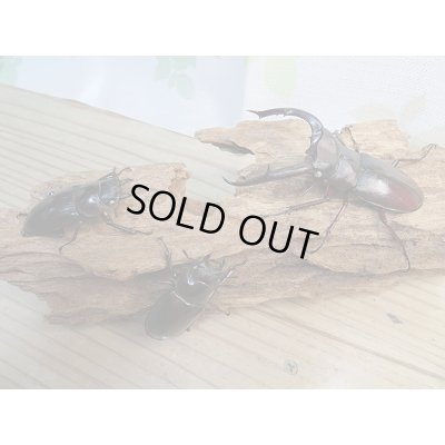 画像6: 新成虫☆ホワイトアイ☆マンディブラリスフタマタクワガタ（赤マンディ）♂81ミリ♀50ミリペア＋♀49ミリ計3頭のトリオ販売！！