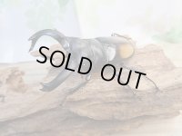 新成虫☆WF3☆パリーフタマタクワガタ（亜種ディロレイ)♂82ミリ♀44ミリペア販売！！