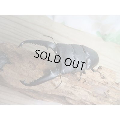 画像2: ☆新成虫☆パラワンオオヒラタクワガタ♂103ミリ♀50ミリペア販売！！