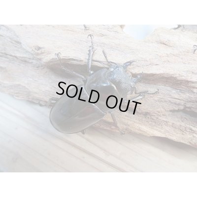 画像5: 新成虫☆ホワイトアイ☆マンディブラリスフタマタクワガタ（赤マンディ）♂81ミリ♀50ミリペア＋♀49ミリ計3頭のトリオ販売！！